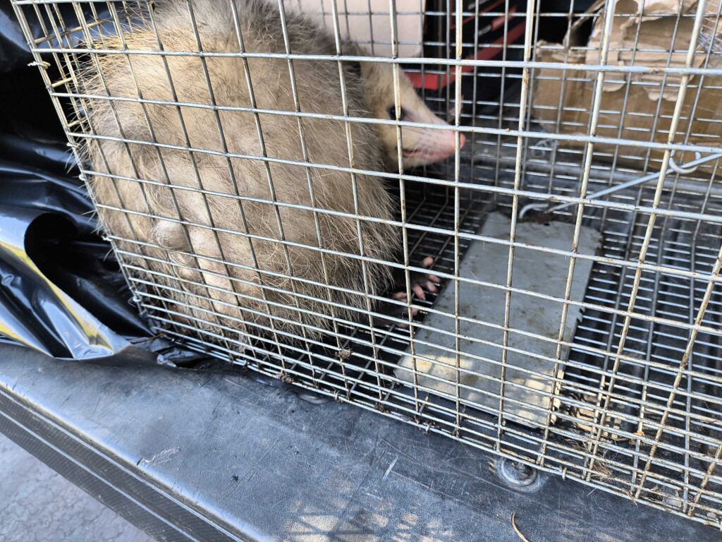 Rochester Hills Wildlife Removal LLC